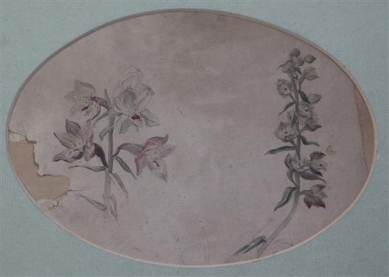 Attributed to Beatrix Potter (1866-1943) Studies of wild flowers, ovals, 6 x 8.75in.